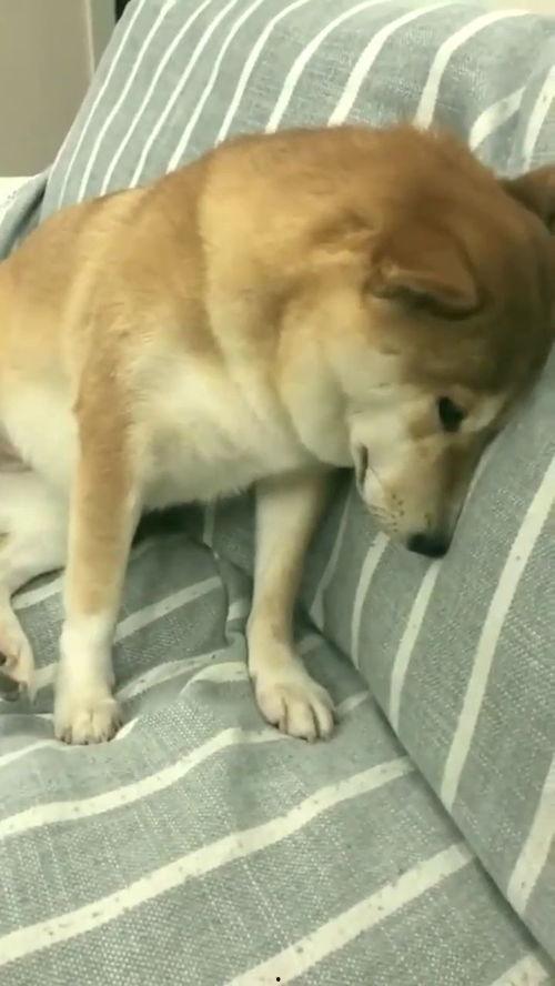 柴犬的搞笑视频,萌态百出，笑料连连